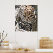 ゴールデンアイズプリント ポスター (キッチン)