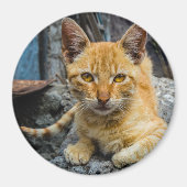 ゴールデンアイズ磁石 マグネット (正面)