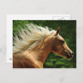 ゴールデンアンバーズ ポストカード (正面/裏面)