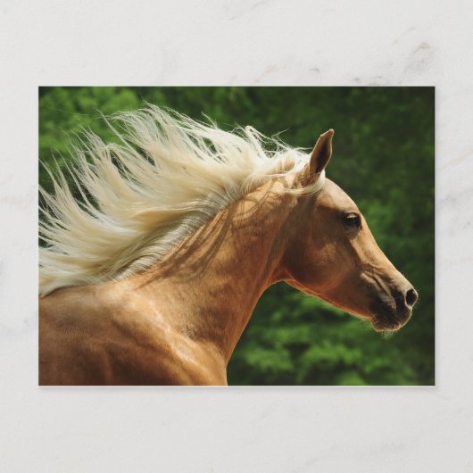 ゴールデンアンバーズ ポストカード (正面)