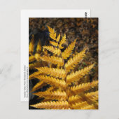 ゴールデンイエローシダ紅葉写真 ポストカード (正面/裏面)