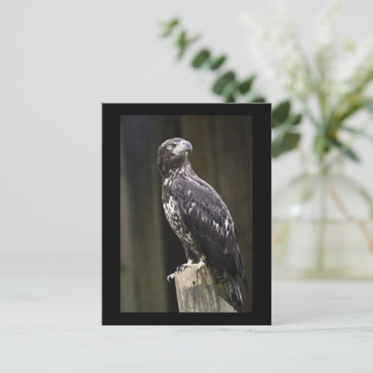 ゴールデンイーグル写真はがき ポストカード (スタンド正面)