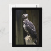 ゴールデンイーグル写真はがき ポストカード (正面/裏面)