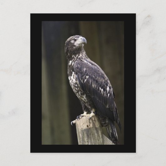 ゴールデンイーグル写真はがき ポストカード (正面)