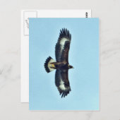 ゴールデンイーグル飛行中 ポストカード (正面/裏面)