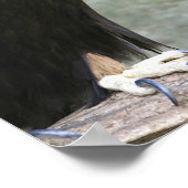 ゴールデンイーグル ポスター (角)