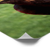 ゴールデンイーグル ポスター (角)