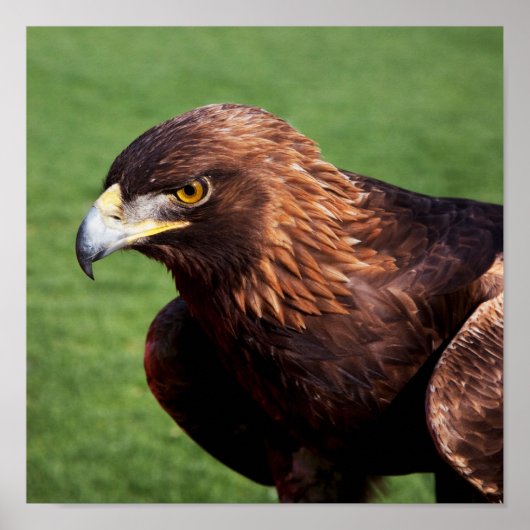 ゴールデンイーグル ポスター (正面)