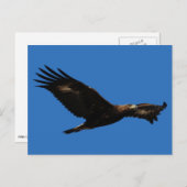 ゴールデンイーグル ポストカード (正面/裏面)