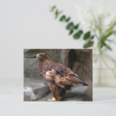 ゴールデンイーグル ポストカード (スタンド正面)