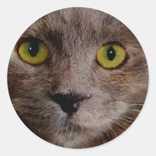 「ゴールデンウィスカー油の茶色の子絵を描猫」 ラウンドシール