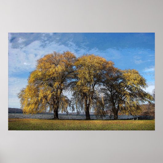 ゴールデンウィローズ ポスター (正面)