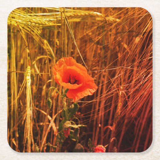 ゴールデンウィートフィールドの赤いポピー感謝祭 スクエアペーパーコースター (正面)