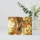 ゴールデンオルブスパイダーイスラバロコロラド,パナマ ポストカード (スタンド正面)