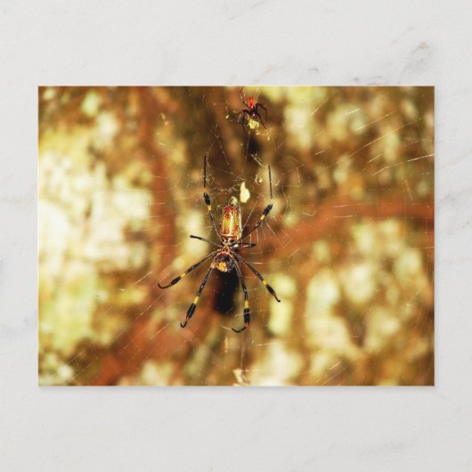 ゴールデンオルブスパイダーイスラバロコロラド,パナマ ポストカード (正面)