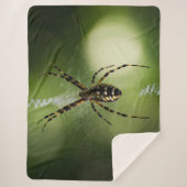 ゴールデンガーデンのクモの写真 シェルパブランケット (正面)