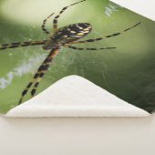 ゴールデンガーデンのクモの写真 シェルパブランケット (3/4)