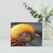 ゴールデンキジのはがき ポストカード (スタンド正面)