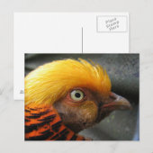 ゴールデンキジのはがき ポストカード (正面/裏面)