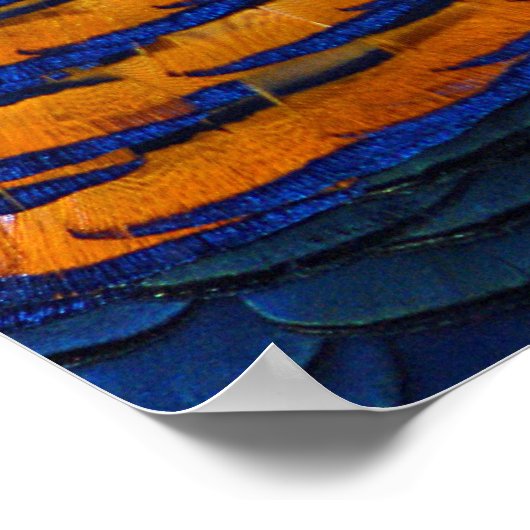 ゴールデンキジプリントポスター ポスター (角)