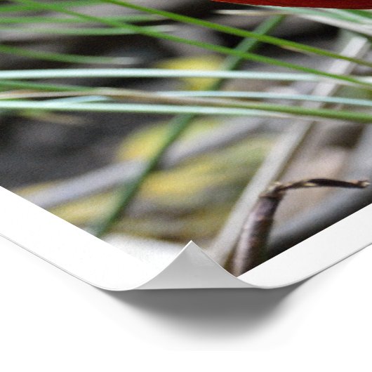 ゴールデンキジ ポスター (角)