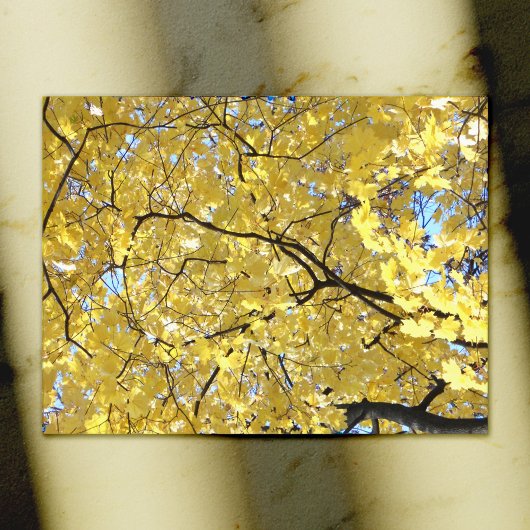 ゴールデンキャノピーポストカード ポストカード