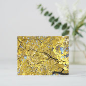 ゴールデンキャノピーポストカード ポストカード (スタンド正面)