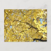 ゴールデンキャノピーポストカード ポストカード (正面)