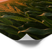 ゴールデンコーンフィールドサンセットバックグラウンド ポスター (角)