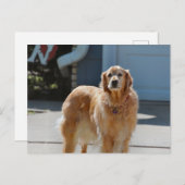 ゴールデンサンシャイン ポストカード (正面/裏面)