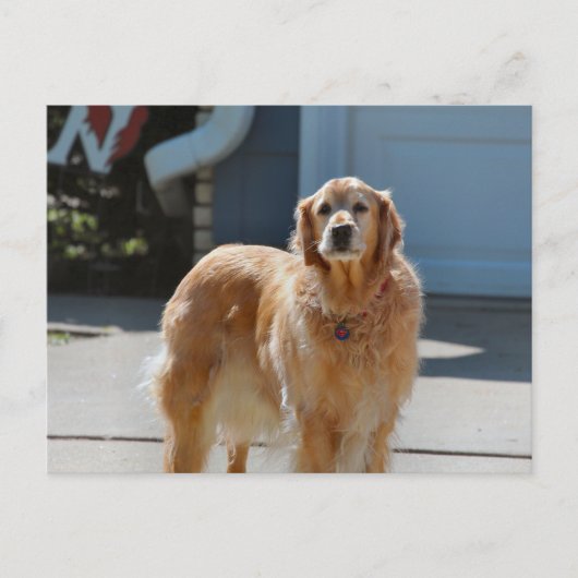 ゴールデンサンシャイン ポストカード (正面)