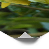 ゴールデンシャワーツリートロピカルイエローフローラ ポスター (角)