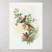 ゴールデンスターフロントレット ポスター (正面)