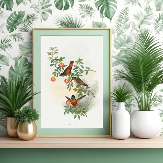 ゴールデンスターフロントレット ポスター