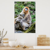 ゴールデンスナブ鼻のサルとベビー ポスター (キッチン)