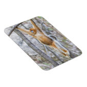 ゴールデンスナブ鼻モンキースイングオンブランチ マグネット (右側)