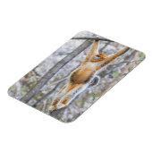 ゴールデンスナブ鼻モンキースイングオンブランチ マグネット (左側)