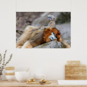 ゴールデンスナブ鼻モンキーパパとベビー ポスター (キッチン)