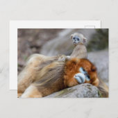 ゴールデンスナブ鼻モンキーパパとベビー ポストカード (正面/裏面)