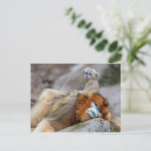 ゴールデンスナブ鼻モンキーパパとベビー ポストカード (スタンド正面)