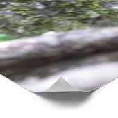 ゴールデンスナブ鼻モンキーファミリー ポスター (角)