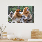 ゴールデンスナブ鼻モンキーファミリー ポスター (キッチン)