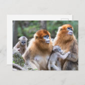 ゴールデンスナブ鼻モンキーファミリー ポストカード (正面/裏面)