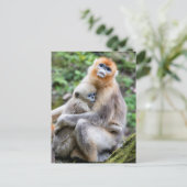 ゴールデンスヌブノーズドサルとベビー ポストカード (スタンド正面)