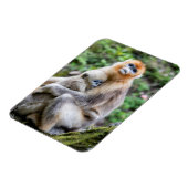 ゴールデンスヌブノーズドサルとベビー マグネット (左側)