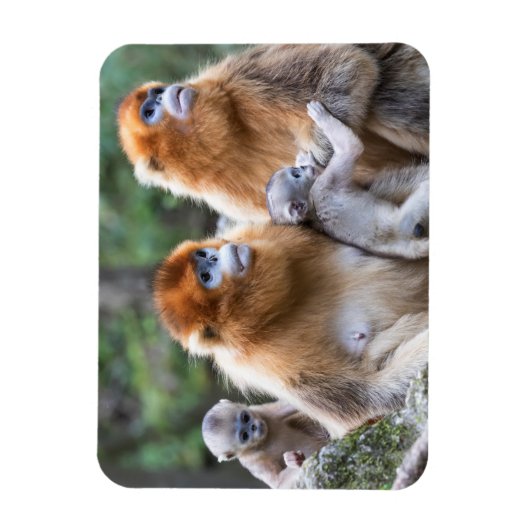 ゴールデンスヌブノーズモンキーファミリー マグネット (縦)