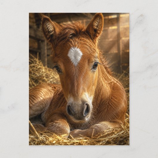 ゴールデンスランバー 優しい子馬 ポストカード (正面)