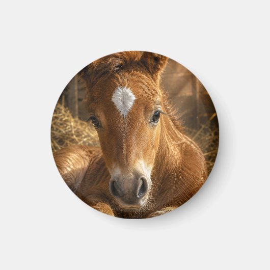ゴールデンスランバー 優しい子馬 マグネット (正面)