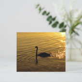 ゴールデンスワン紙 (スタンド正面)