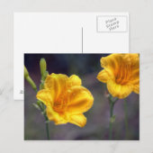 ゴールデンダッフォディルのポストカード ポストカード (正面/裏面)